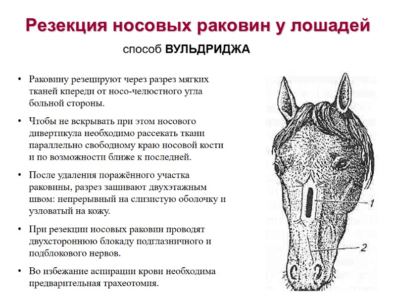 Резекция носовых раковин у лошадей способ ВУЛЬДРИДЖА Раковину резецируют через разрез мягких тканей кпереди Резекция носовых раковин у лошадей способ ВУЛЬДРИДЖА Раковину резецируют через разрез мягких тканей кпереди